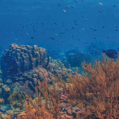 The Invisible Threat – How Cosmetics Impact Coral Reefs