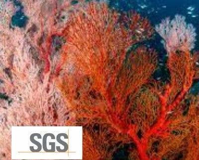 EURO COSMETICS Magazine • SGS and EcoSeaStems Provide Innovative ReefTox Test, Revolutionizing Cosmetics Ecotoxicology • Euro Cosmetics • Euro Cosmetics