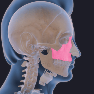 Change in facial morphology with age