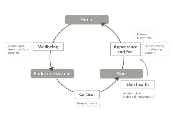 EURO COSMETICS Magazine • Neurocosmetics: all about acting on the complete skin-brain feedback loop • Harald van der Hoeven, CLR • Harald van der Hoeven, CLR